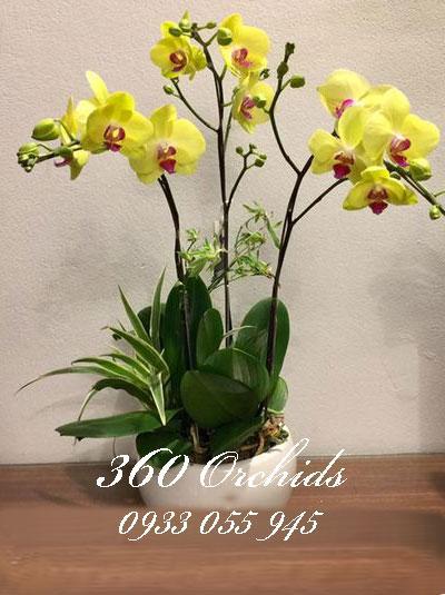 Chậu lan hồ điệp 3 cành vàng tài lộc