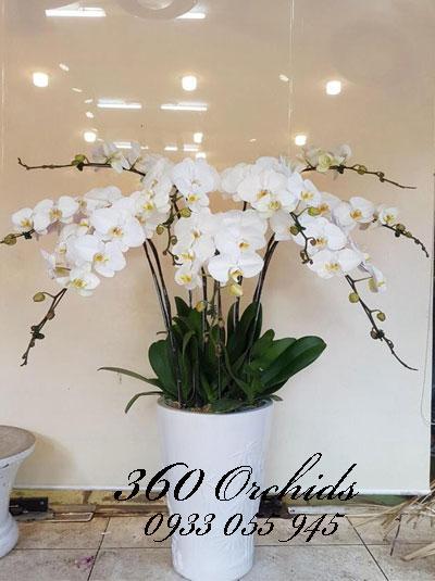Chậu lan hồ điệp 9 cành trắng