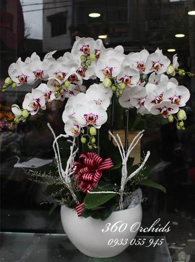 Chậu lan hồ điệp đột biến 8 cành