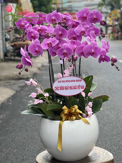 Chậu lan hồ điệp hồng - Giấc mơ màu hồng