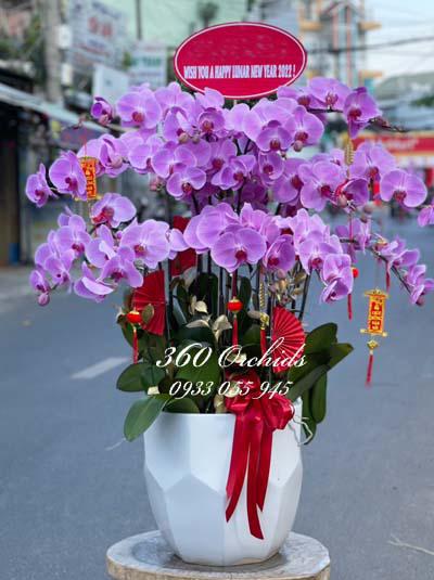 Chậu lan hồ điệp hồng - Hương mùa xuân