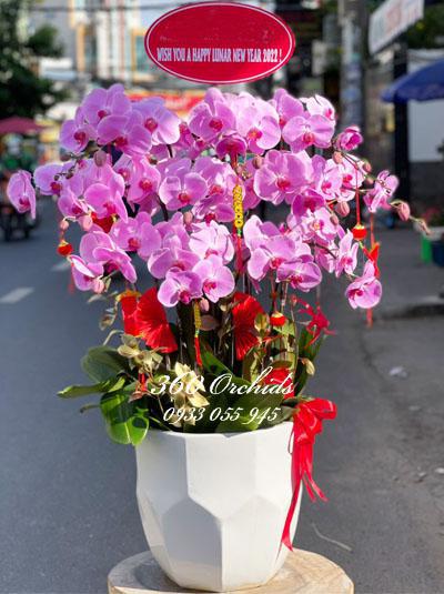 Chậu lan hồ điệp hồng - Tặng đối tác