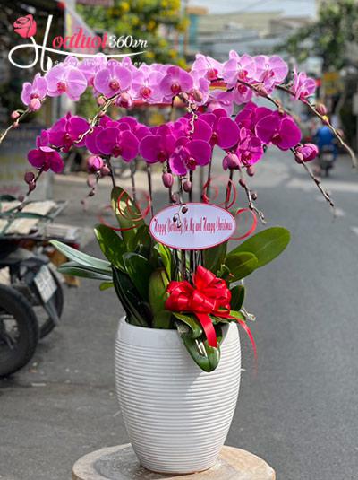 Chậu lan hồ điệp hồng tím nhung nhớ