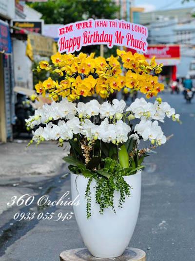 Chậu lan hồ điệp kết hợp 20 cành - Thay lời muốn nói