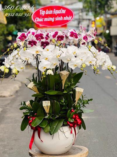 Chậu lan hồ điệp kết hợp 20 cành - Tươi trẻ hạnh phúc