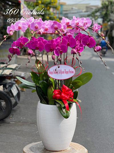 Chậu lan hồ điệp kết hợp - Chân thành