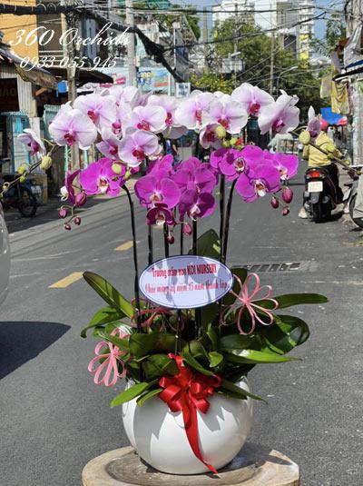 Chậu lan hồ điệp kết hợp - Morning dew