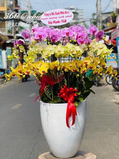Chậu lan hồ điệp kết hợp - Sang trọng đẳng cấp