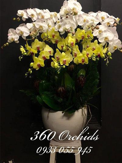 Chậu lan hồ điệp kết hợp tài lộc