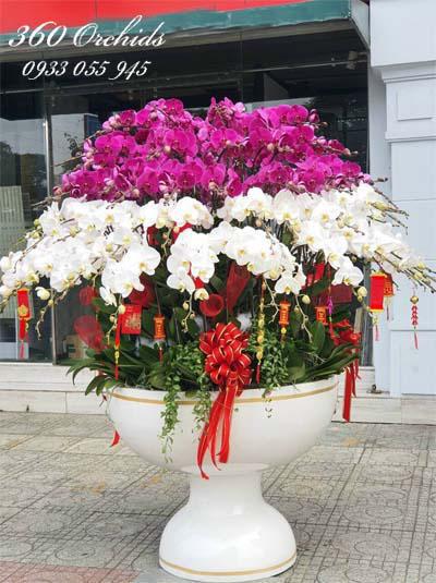 Chậu lan hồ điệp - Mùa xuân về