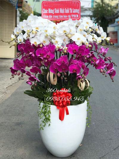 Chậu lan hồ điệp tặng sếp