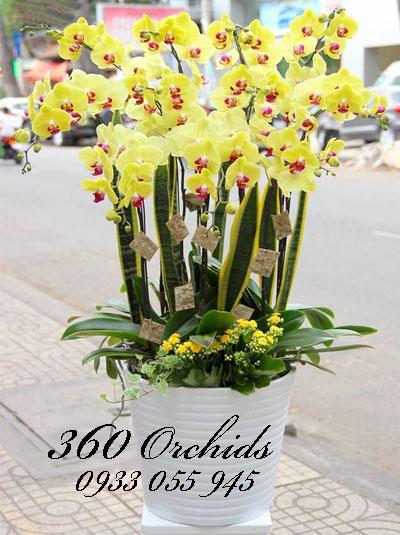 Chậu lan hồ điệp tết 11 cành vàng tài lộc