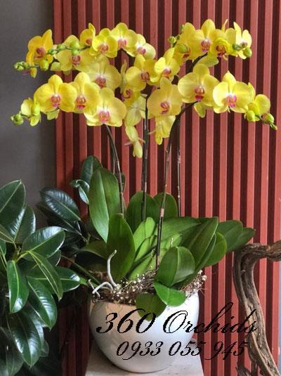 Chậu lan hồ điệp tết 6 cành vàng đoàn viên