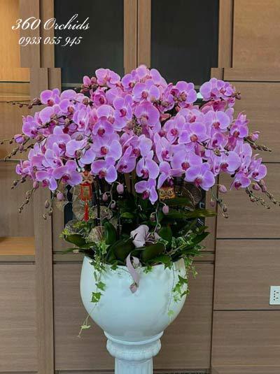 Chậu lan hồ điệp tết - Cánh bướm xuân