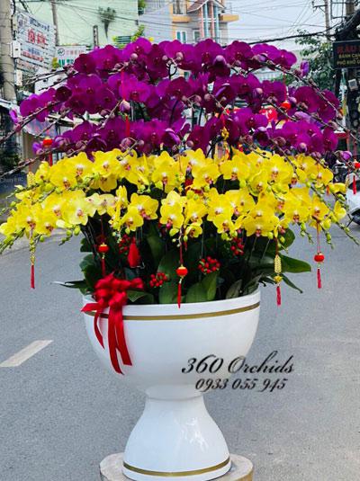Chậu lan hồ điệp - Tết đoàn viên