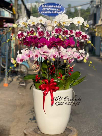 Chậu lan hô điệp têt - Khoe sắc