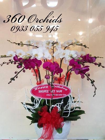 Chậu lan hồ điệp tết - Lan kết hợp đón Tết