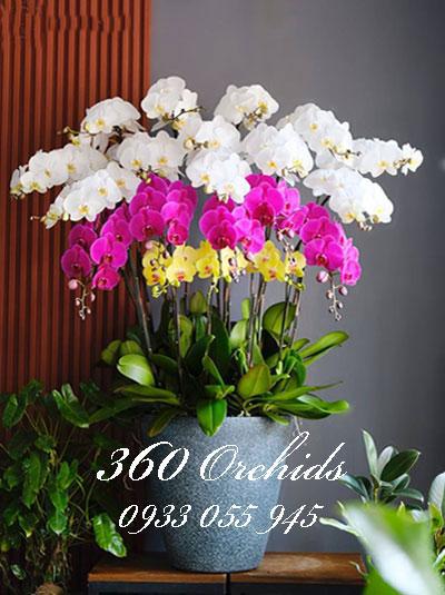 Chậu lan hồ điệp tết sắc màu