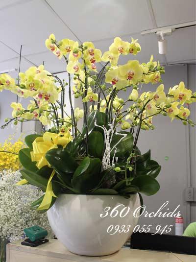 Chậu lan hồ điệp tết tết - Cung chúc tân xuân