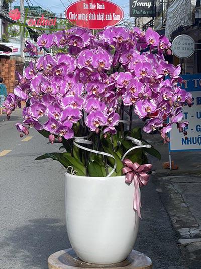 Chậu lan hồ điệp tím - Giấc mơ màu tím