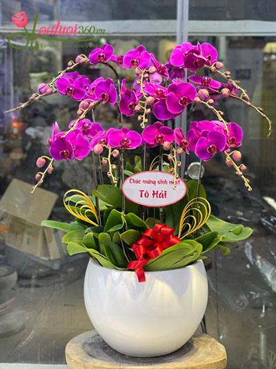Chậu lan hồ điệp tím - Gắn kết