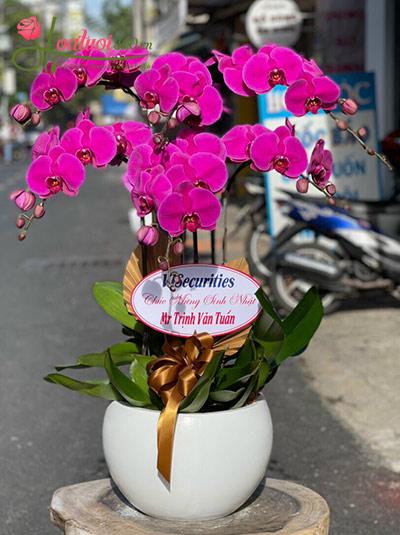 Chậu lan hồ điệp tím - Hạnh phúc trào dâng