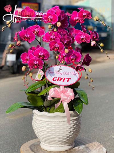 Chậu lan hồ điệp tím - Hoàng gia quý phái