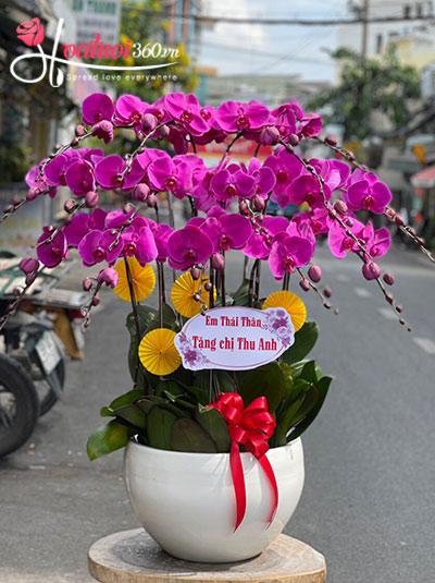 Chậu lan hồ điệp tím - Khoảnh khắc rạng rỡ