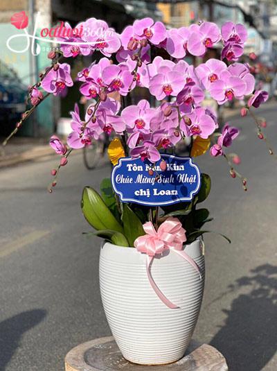 Chậu lan hồ điệp tím - Nét lãng mạn