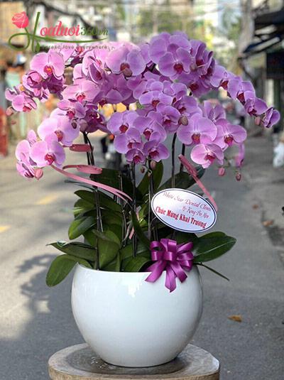 Chậu lan hồ điệp tím - Phú hào