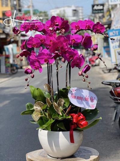 Chậu lan hồ điệp tím - Quý phái sang trọng