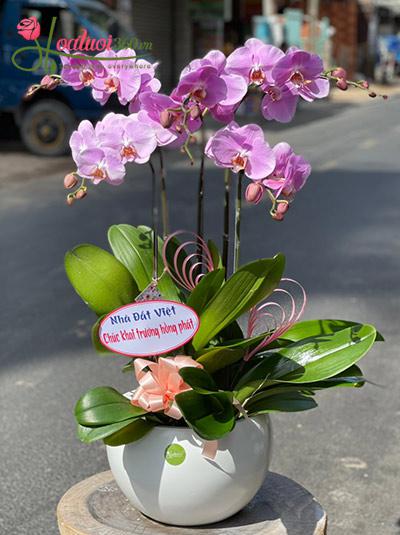 Chậu lan hồ điệp tím - Quyền uy