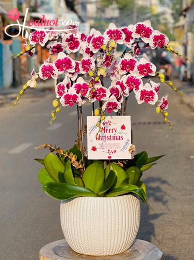 Chậu lan hồ điệp tím - Sắc thịnh vượng