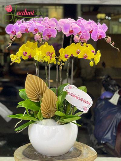Chậu lan hồ điệp tím vàng - Niềm vui nhân đôi