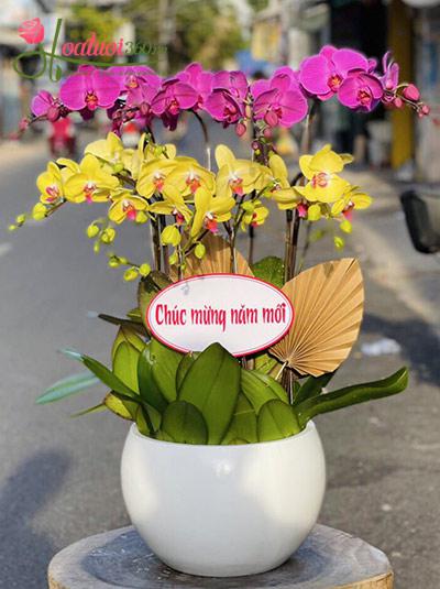 Chậu lan hồ điệp tím vàng - Nghe mùa xuân về