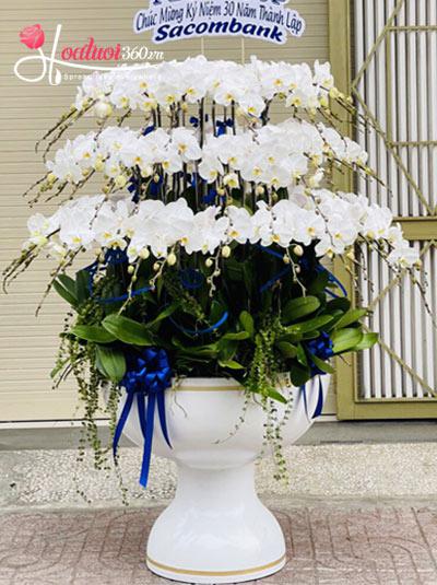 Chậu lan hồ điệp trắng - Sắc hương lan