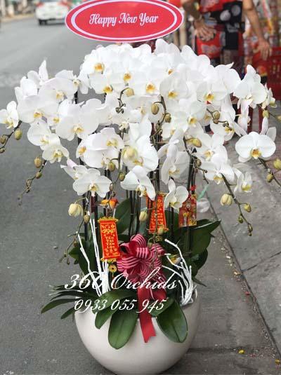Chậu lan hồ điệp trắng - Đón tết