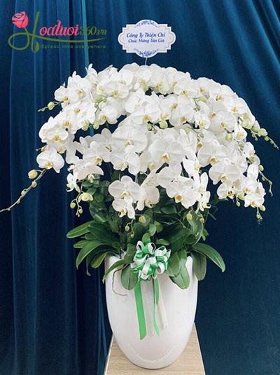 Chậu lan hồ điệp trắng - Duyên dáng
