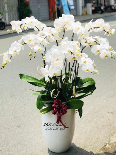 Chậu lan hồ điệp trắng ghép chậu cao