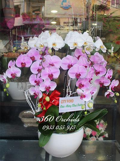 Chậu lan hồ điệp trắng hồng kết hợp - Điều mới lạ