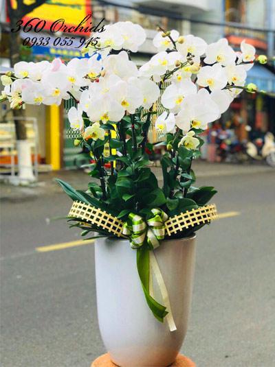 Chậu lan hồ điệp trắng - Kiêu sa