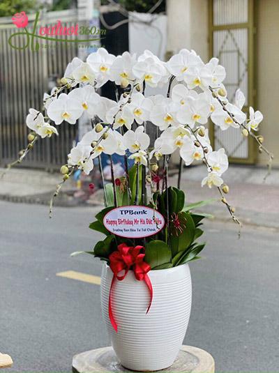 Chậu lan hồ điệp trắng - Nét diễm kiều