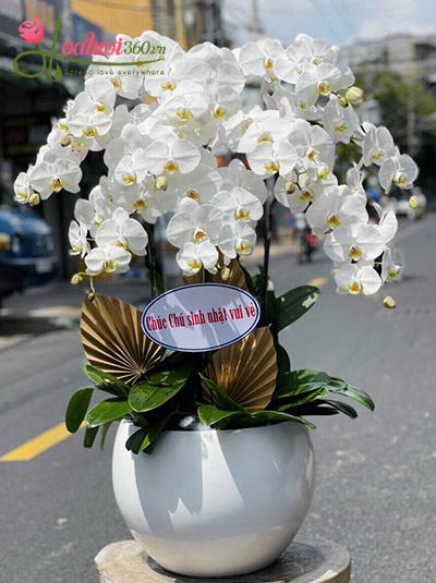 Chậu lan hồ điệp trắng - Phong nhã