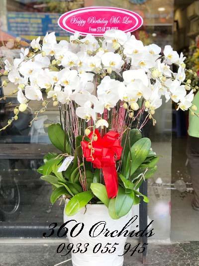 Chậu lan hồ điệp trắng - Phú Quý