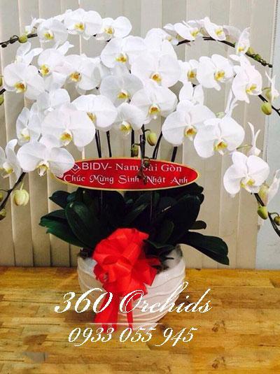 Chậu lan hồ điệp trắng -Sang trọng 7 cành hoa