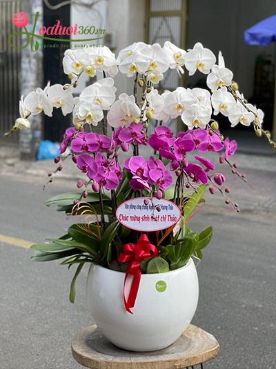 Chậu lan hồ điệp trắng tím - Vẻ đẹp vĩnh cửu