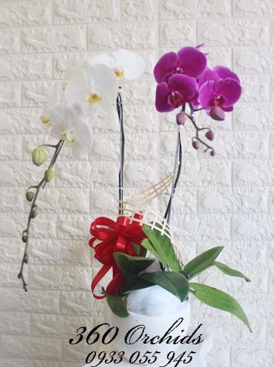 Chậu lan hồ điệp trắng tím 2 cành