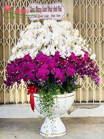 Chậu lan hồ điệp trắng tím - Song hành bên nhau