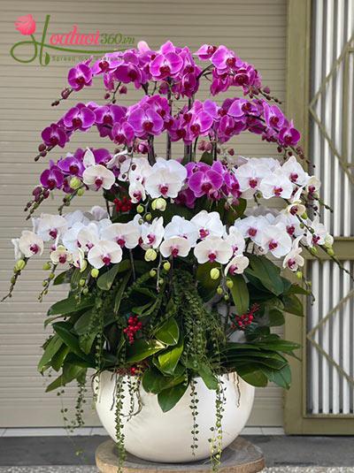 Chậu lan hồ điệp trắng tím - Điều kì diệu