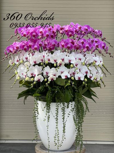 Chậu lan hồ điệp trắng tím kết hợp 40 cành